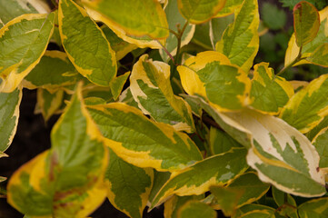 Green-yellow leaves grow close-up on a flowerbed in a rural area in a private area. Natural background Bright, sunny summer day.