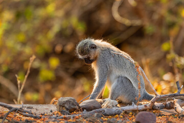 Small blue ape sitting in the morning sun