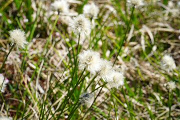 ワタスゲが咲く田ノ原湿原