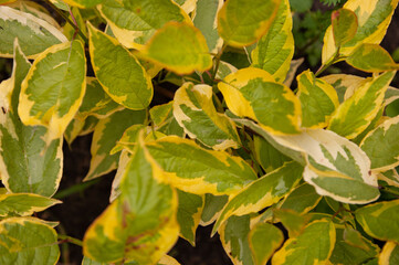 Green-yellow plant grows close-up on a flowerbed in a rural area in a private zone. Natural background as a texture. Bright, sunny summer day.
