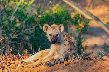 Fototapeta premium South African spotted Hyena