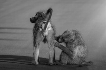 Two male Baboons grooming