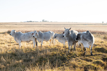 White Brahman cattle on pasture