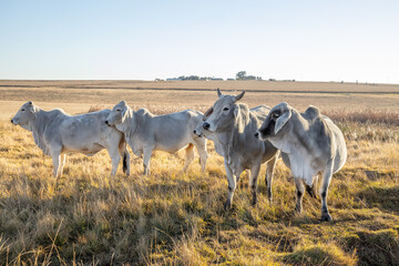 White Brahman cattle on pasture