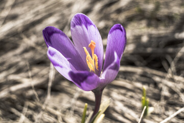 Fototapeta premium Crocuses near a mountain lake