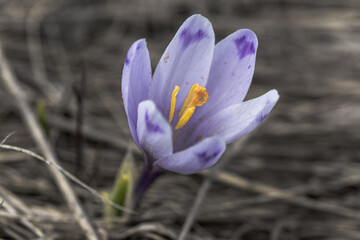 Crocuses near a mountain lake