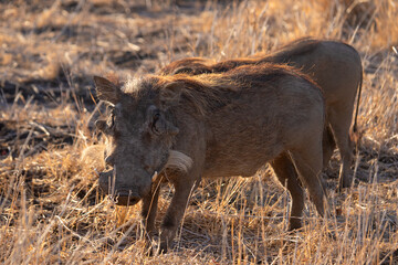 warthog in kruger national park south africa