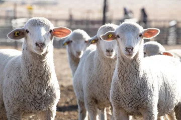 Fototapeten Woolled sheep in a pen © Clint Austin