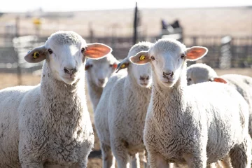 Selbstklebende Fototapeten Woolled sheep in a pen © Clint Austin