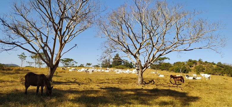 arvore seca e gado