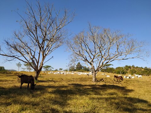 arvore seca na fazenda e gado