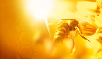 Crédence de cuisine en verre imprimé Abeille fond d& 39 abeille