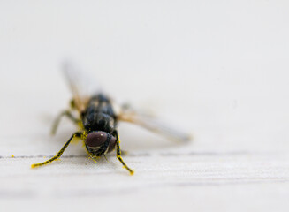 macro of a fly with broken wing