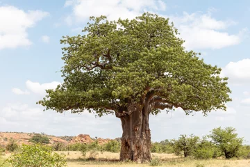  View of a big, old baobab tree with leaves in Mapungubwe National Park, South Africa © Louis