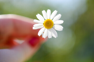 daisy in hand, flower in the garden