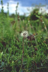 dandelion seeds flying trough air. plant silhouette at sunset