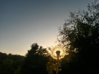 dandelion seeds flying trough air. plant silhouette at sunset