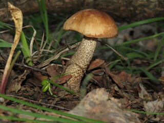 A small white mushroom in the forest