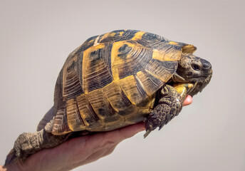 Portrait of a turtle on a human palm.