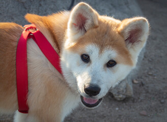 Hachiko, a dog of the Akita Inu breed. Portrait.