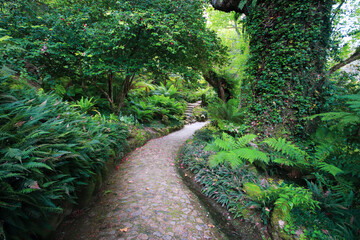 Amazing path surrounded by vegetation in a forest. Magical florest © nvphoto