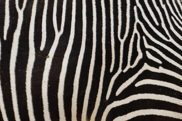 Fototapeta na wymiar black and white zebra pattern
