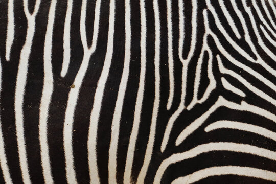 black and white zebra pattern