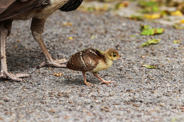 Peacock baby © nvphoto