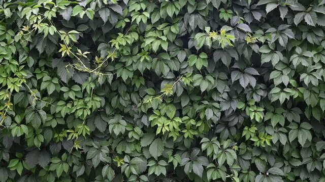 wall of ivy leaves shooting from bottom