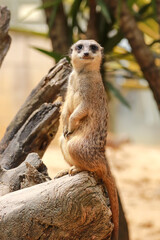Fototapeta premium Meerkat on sentry duty, Botswana. Suricate group