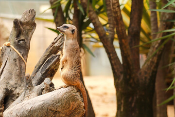 Meerkat on sentry duty, Botswana. Suricate group