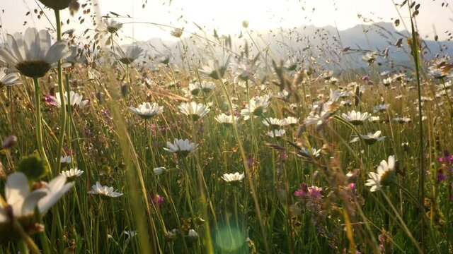 Field of daisy flowers in the wind. Alpine meadow with daisy flowers at sunset. Walking through flower summer field meadow. Gimbal shot
