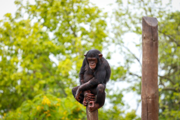 chimpanzee seated on a top of a Tree Branch