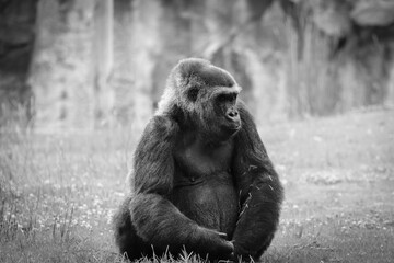 Gorilla in green grass