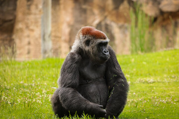 Gorilla in green grass