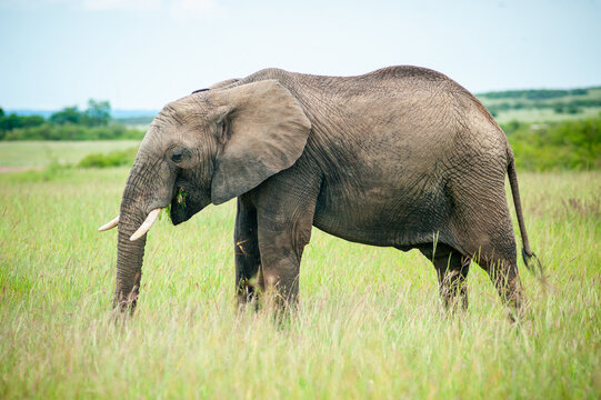 Wild elephant on the grass in National park Africa