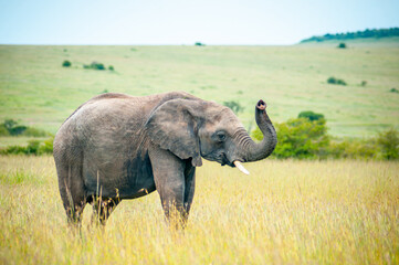 Obraz premium Wild elephant on the grass in National park Africa
