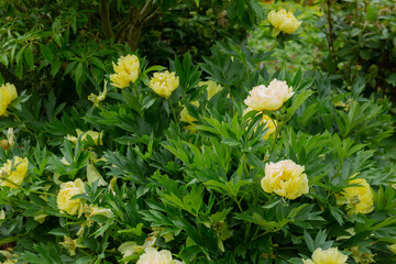 Large yellow fragrant blooms of the itoh peony bartzella
