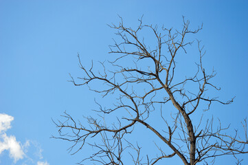 tree branches against blue sky