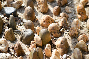 close up of dried fish