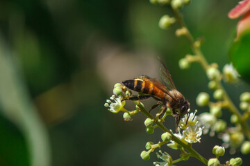 One bee is holding on to the pollen.