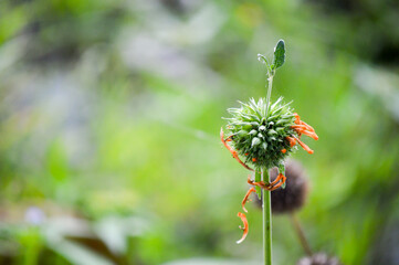 The beauty of the flowers used to make cards for the new year festival on valentines day, birthday, poster, christmas