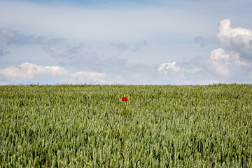 A lone poppy in a field of cereal crops