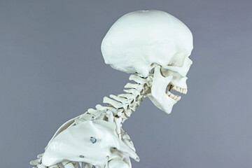 Cervical spine section  of human skeleton model - modern, typical human  at  office work -...