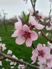 pink peach flowers on sunny day with blue sky
