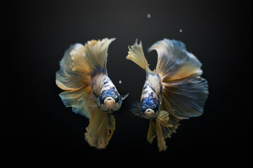 Fototapeta na wymiar Betta Siamese aquarium fighting fish 