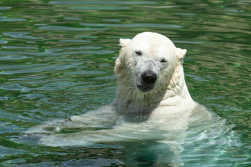 Eisbär im Zoo