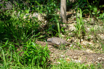 Fototapeta premium Dove looking for food during the day time On an abandoned area