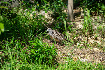 Dove looking for food during the day time On an abandoned area