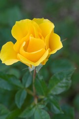 Fototapeta premium The name of this rose is 